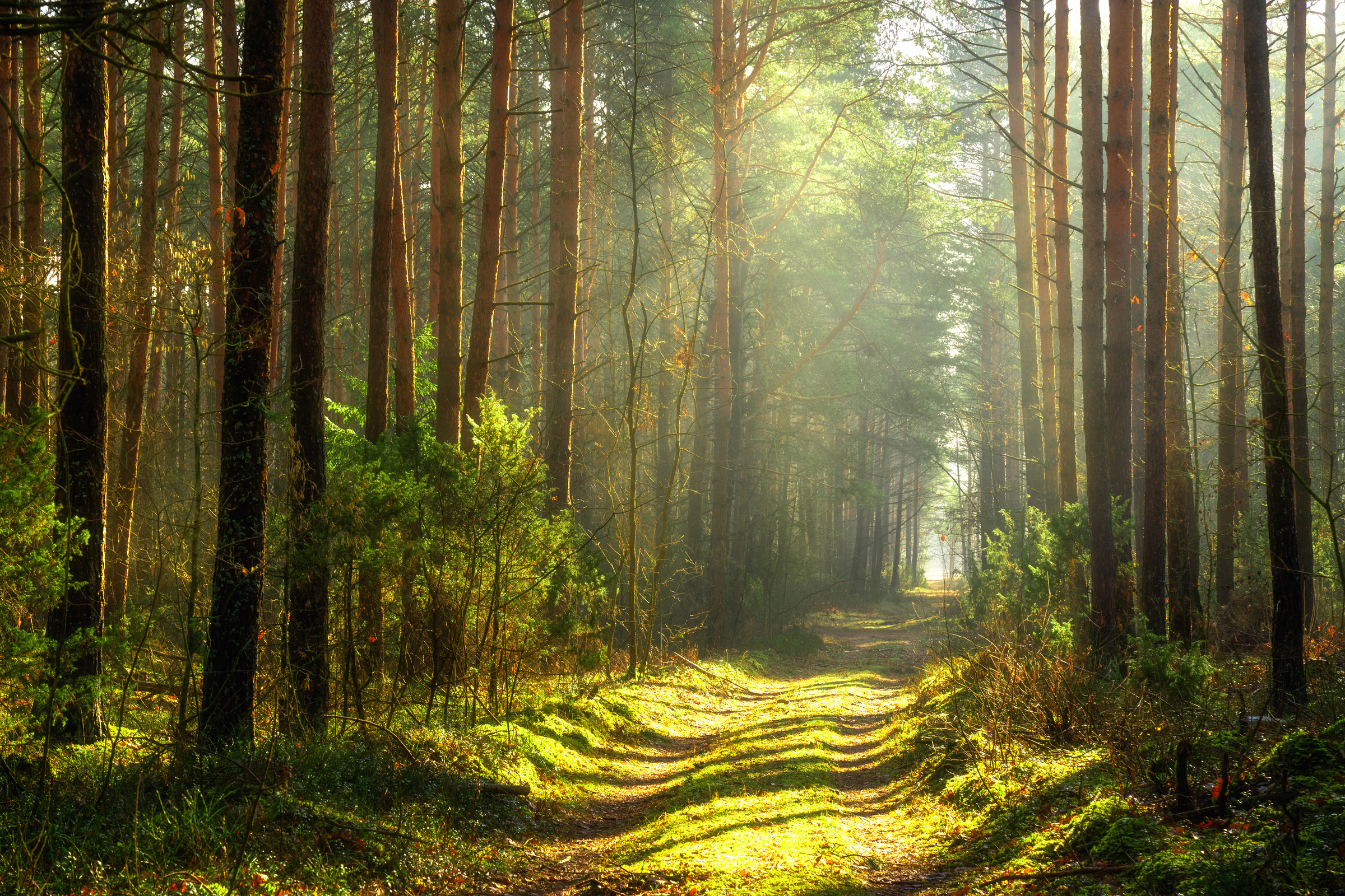 Spring forest